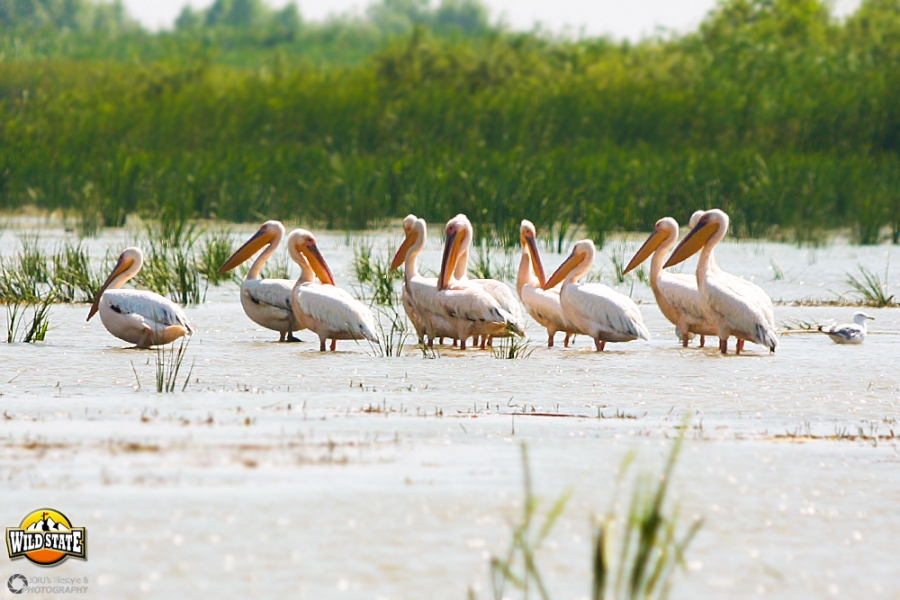 Tur de forta in Delta Dunarii: Pasari pe mare Tur de forta in Delta Dunarii: Pasari pe mare
